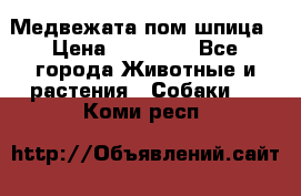 Медвежата пом шпица › Цена ­ 40 000 - Все города Животные и растения » Собаки   . Коми респ.